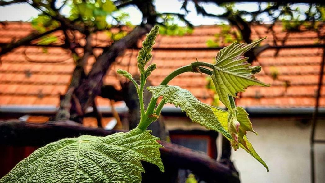 Old House Bogacs Villa Exterior photo